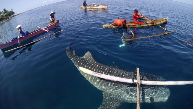 Hiu Paus Kembali Muncul di Perairan Gorontalo