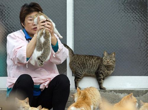 Hal yang Perlu Diketahui untuk Menghindari Demam Cakaran Kucing 