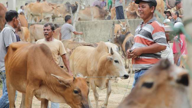 Swasembada 2016, Mentan akan Impor 200 Ribu Sapi Bunting