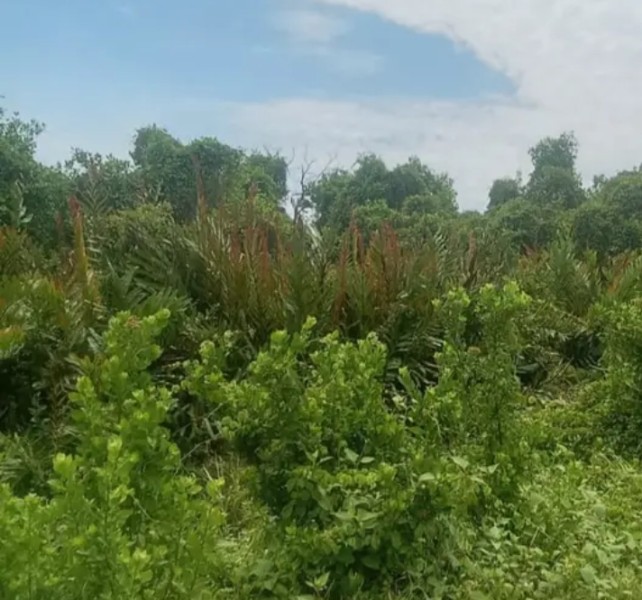 SKANDAL LINGKUNGAN: Pembukaan 100 Hektar Hutan Produksi Konversi (HPK) di Rohil Diduga Ilegal ?