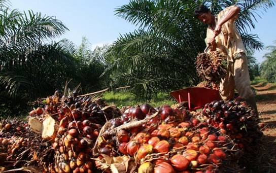 Harga Karet dan Sawit Anjlok, Riau Terancam Miskin