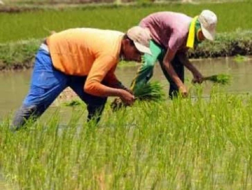 Cukupi Kebutuhan Beras, Perlu Pelepasan 15.000 Ha Kawasan Hutan Menjadi APL di Dumai 