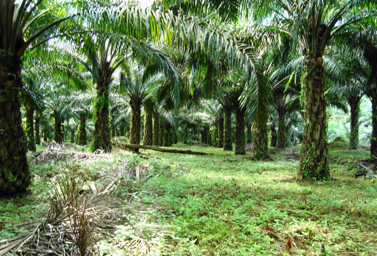 PT Safari Riau Kena Ancam Demo