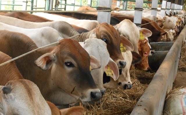 Pemko Pekanbaru Targetkan ASN Berkurban 15 Ekor Sapi 