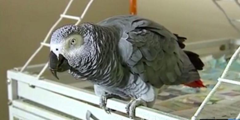Jaksa di AS Berupaya Gunakan Burung Beo Jadi Saksi Kasus Pembunuhan