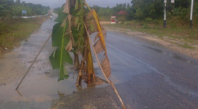 Kesal tak Kunjung Diperbaiki, Warga Tanam Pohon Pisang di Tengah Jalan