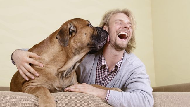 Anjing, Binatang dengan Kemampuan Mendengar yang Baik