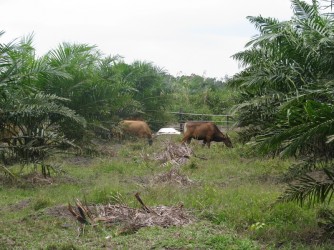 Pembibitan Sapi Plus Sawit 