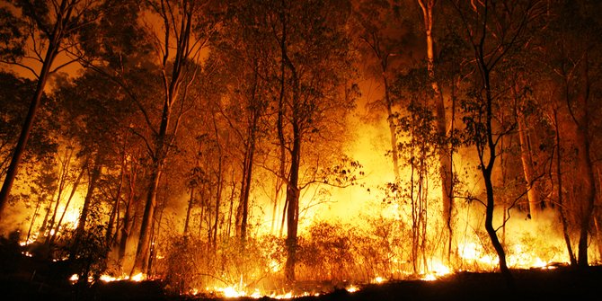 Jikalahari Desak Gubernur Riau Publikasikan Perusahaan yang Disegel 