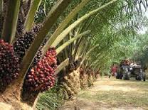 Agar Profesional, Apkasindo Latih 50 Petani Sawit Rohul 