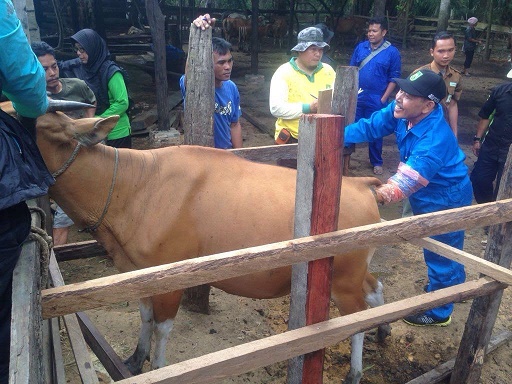 Pemkab Rohil Lakukan IB, Dongkrak Populasi Sapi 