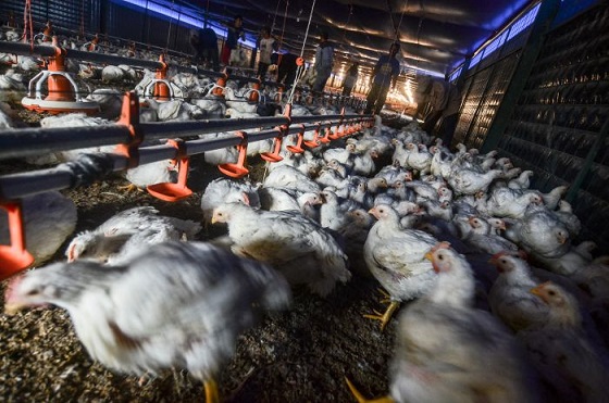 Peternak Minta Mentan Kurangi Impor Ayam Broiler Andhika Prasetyo 