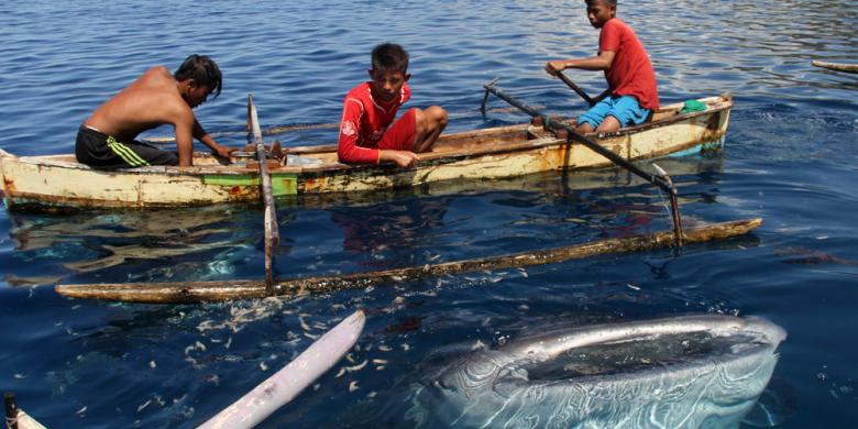 Wisata Hiu Paus Jadi Ikon Bone Bolango 