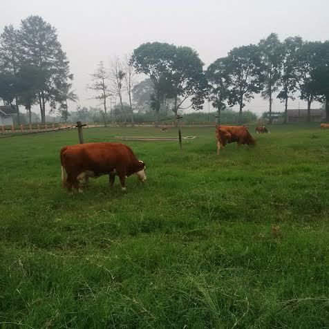 Petani Ini Ternak Sapi Limosin Seharga Rp 20 Juta