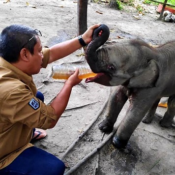 Areal HTI di Riau Rawan Perburuan Seekor Anak Gajah Terjerat di Areal PT RPI