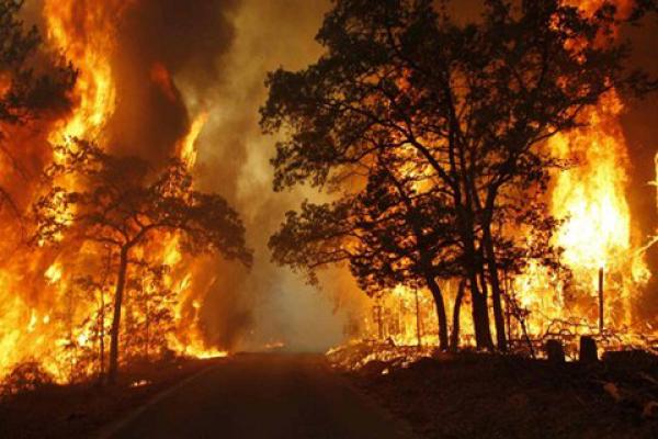 DPR RI Minta Pemerintah Bersikap Bijak Soal Tawaran Bantuan Asing Pemadaman Karhutla
