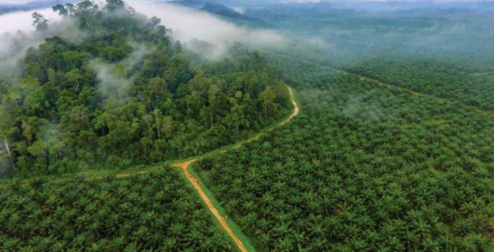 Polemik SK Kemenhut Nomor 36 Tahun 2025: Pemutihan Kebun Sawit dalam Kawasan Hutan Dikecam Ormas PETIR