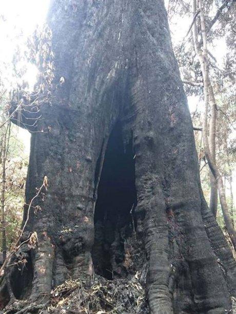 Kebakaran Hutan, Pohon Tertinggi Ini Tetap Kokoh