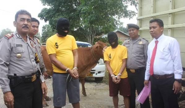 11 Ekor Sapi Selamat, 6 Pelaku Pencurian Sapi di Rohul Berhasil Ditangkap 