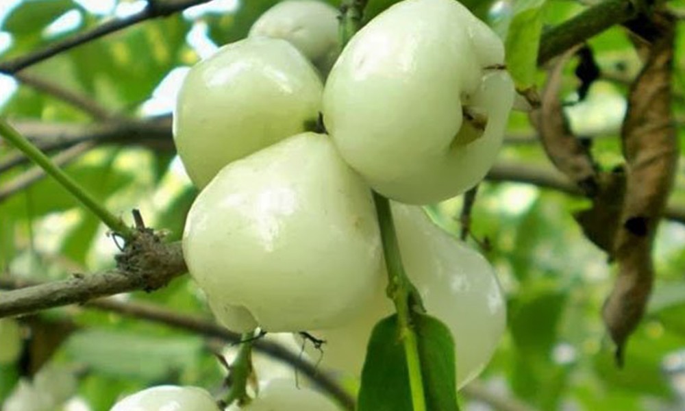 Manfaat Jambu Air Putih Bagi Tubuh Manusia