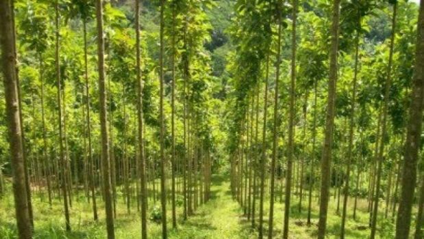 Polres Inhu Selidiki Penipuan Jual Beli Lahan HTI PT RPI