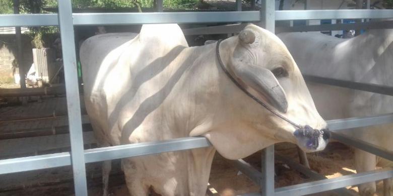 Pengusaha Pembiakan Sapi Potong Keluhkan Bea Masuk 5 Persen untuk Impor Indukan