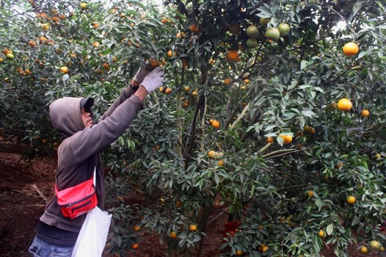 Petani Jeruk Malang, Maju dan Sejahtera Bersama Koperasi