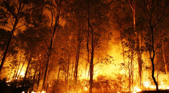 Kecamatan Tanjung Melawan Bebas Karlahut 