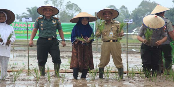 Dandim dan Wabup Rohul Lakukan Tanam Perdana Padi di Menaming