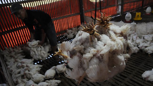 Harga Ayam Anjlok, Peternak Teriak Rugi 6 Bulan Terakhir