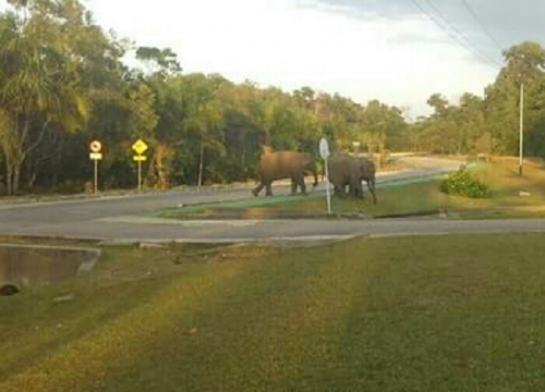 Tidak Lagi Ditakuti, Penampakan Gajah di Komplek Chevron Duri Sangat Dinanti 
