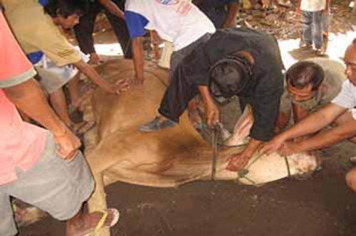 BRK Kantor Cabang Air Molek Sumbangkan Satu Sapi dan Potong Tiga Hewan Kurban