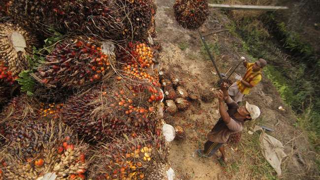 Industri Sawit Berharap Bantuan Pemerintah di Paket Ketiga 