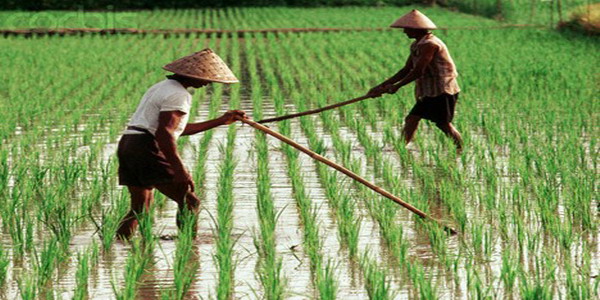 5 Tahun Sawah Kering Budi Daya Padi Sistem Tabur 