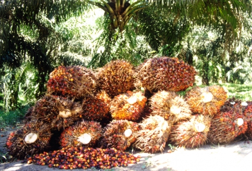 Harga Sawit di Riau Perlahan Naik, Berikut Penetapan Harga TBS Minggu Ini 