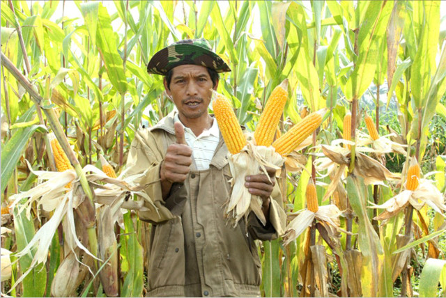 Bupati Rohil Panen Raya Jagung di Darussalam Sinaboi