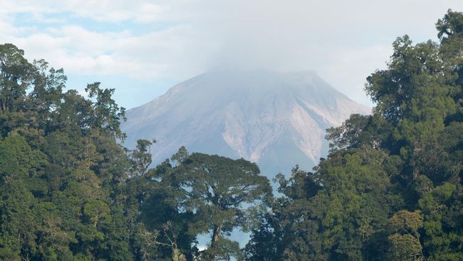 Hutan Konservasi Taman Nasional 