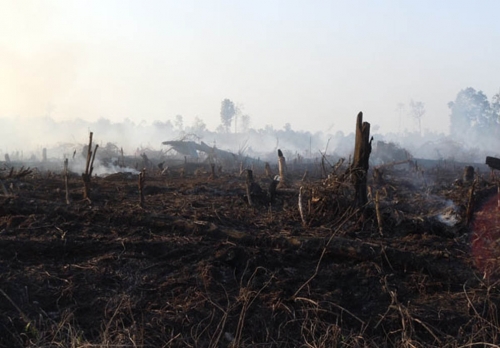 Satu Hektar Belukar di Desa Banglas Ludes Terbakar 