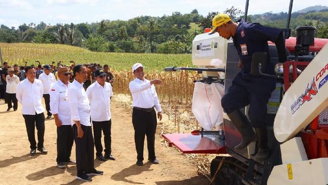 Bisa Ekspor, Jokowi Banggakan Petani Jagung Gorontalo