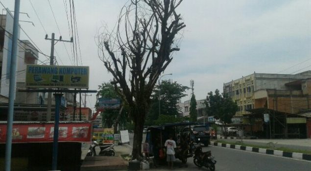 Takut Tumbang, Warga Minta Tebang Pohon Lapuk di Jalan Raya Perawang 