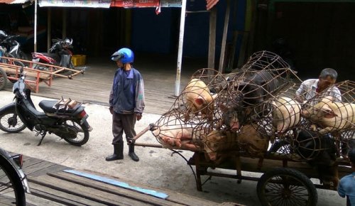 Lokasi Bongkar Babi di Juling Selat Panjang Dekat Dengan Kedai Kopi dan Tempat Makan, Seharusnya Ada 