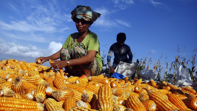 Persetujuan Impor Jagung 150 Ribu Ton Sampai Juli 2019 