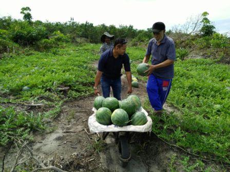 Binaan RAPP, Poktan Jaya Tani Kampar Panen Puluhan Ton Semangka 