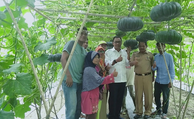Bupati Rohil Takjub Lihat Kebun Poktan Tunas Mandiri  