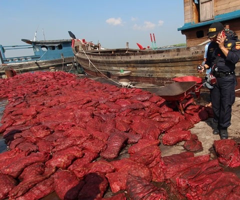 Bea Cukai Dumai Sita 1.500 Karung Bawang Impor Ilegal