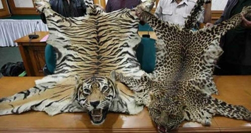 Dagangkan Kulit Harimau Sumatera, Dua Warga Kuansing Divonis 4 Tahun Penjara