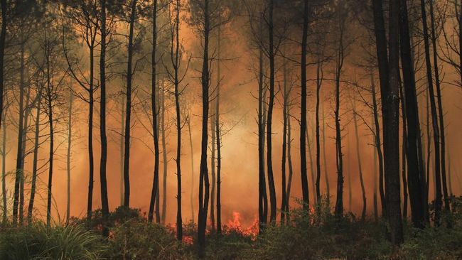 Kebakaran di Gunung Ciremai, Empat Jalur Pendakian Ditutup 
