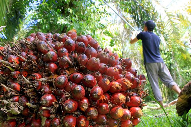 Profit Taking Bikin Harga CPO Terkapar