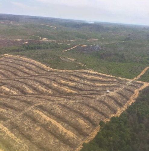 Patroli Udara Temukan Lagi Lahan Siap Tanam di Tesso Nilo, Danlanud: Ini Sakti Mandraguna 