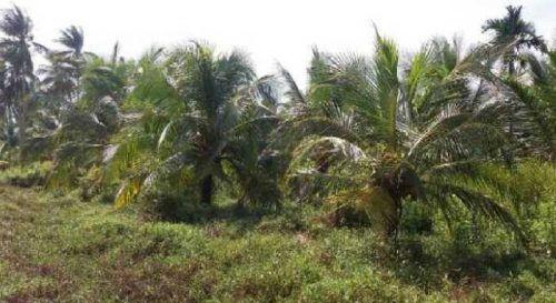 Merosot Hingga Rp1.300 Per Butir, Petani Kelapa Kuala Kampar Terpaksa Tunda